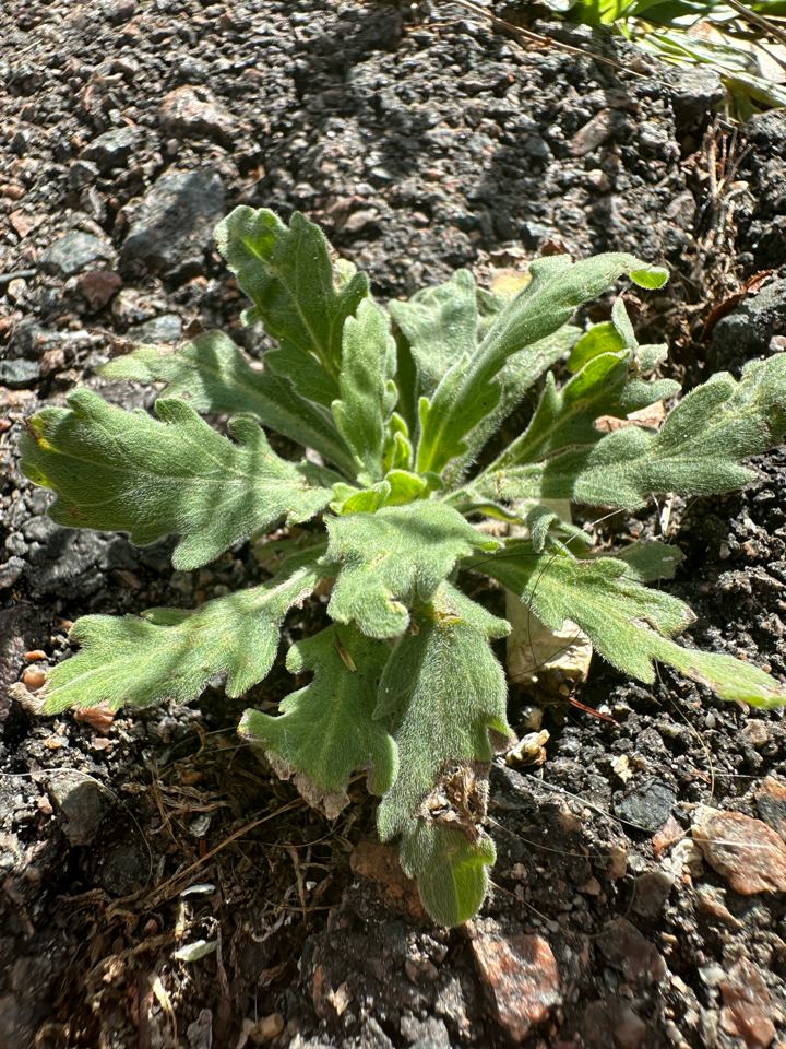 Roseta basal de rama negra con hojas pilosas y lobuladas sobre suelo desnudo