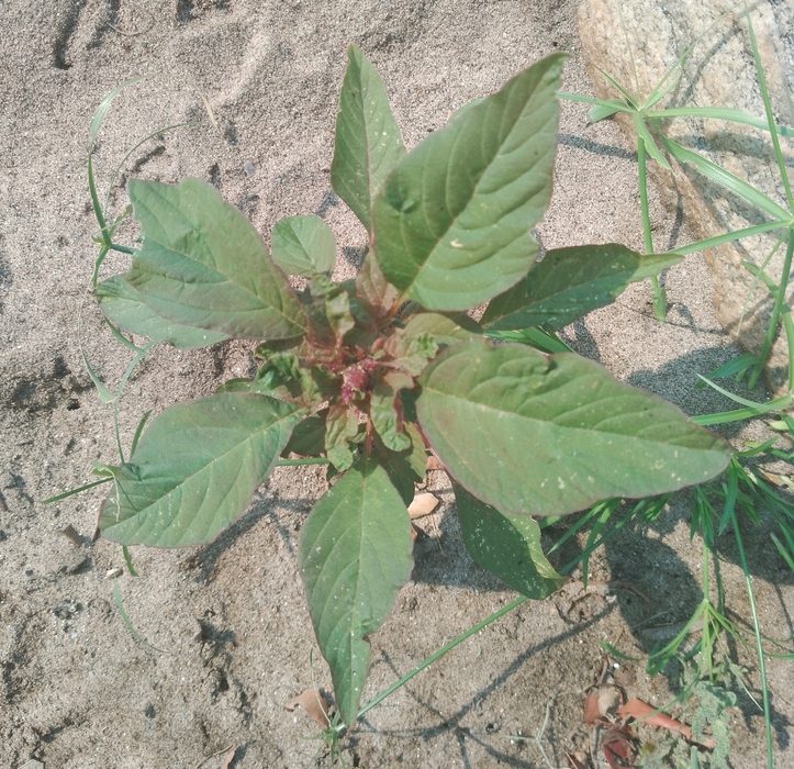 Planta joven de yuyo colorado sobre suelo, con hojas ovadas de nervaduras marcadas
