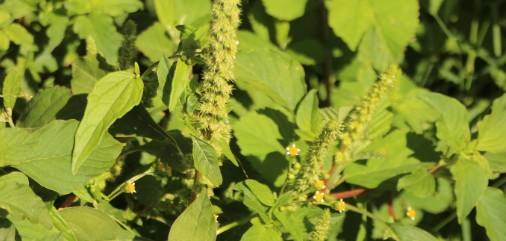 Plantas adultas de yuyo colorado con inflorescencias en el lote